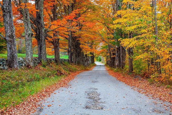 Gulin, Sylvia 아티스트의 USA-New Hampshire-One lane road lined with Maple trees and stone fence in Autumn작품입니다.